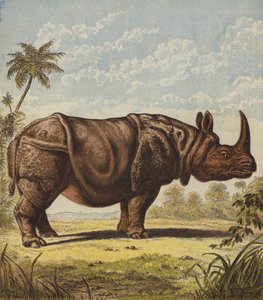 Næsehorn (farvelitografi) af English School