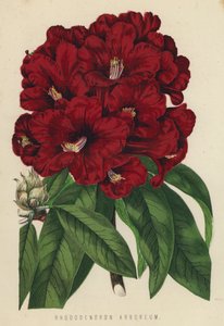 Rhododendron Arboreum af English School
