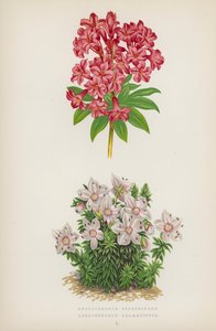 Rhododendron Ferrugineum; Rhododendron Chamaecistus (farvelitografi) af English School