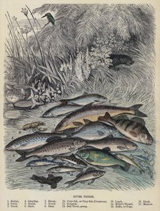 River Fishes (farvet gravering) af English School