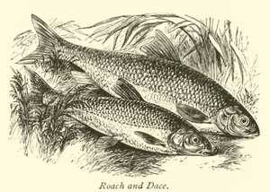 Roach og Dace af English School