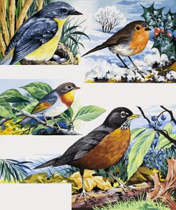 Robins af English School