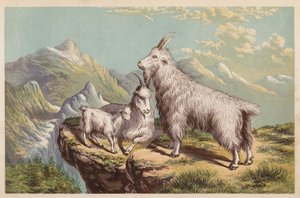 Rocky Mountain Goat, Aplocerus Montanus (farvelitografi) af English School