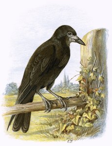 Rook af English School