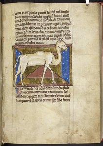 Royal MS 12 C XIX, f.33r Camel, fra 