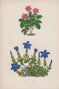 Rubus Arcticus; Gentiana Verna (farve litho) af English School