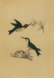 Rubinstrubet kolibri (farvelitografi) af English School