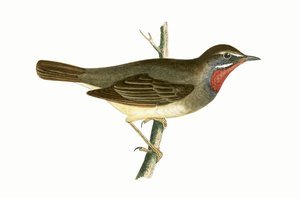 Ruby Throated Warbler, illustration fra "A History of the Birds of Europe Not Observed in the British Isles" af Charles Robert Bree (1811-86), udgivet i 1867 af English School