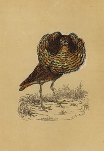Ruff (farvelitografi) af English School