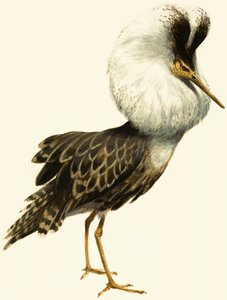 Ruff af English School