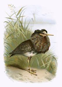 Ruff af English School