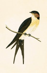 Rufous Swallow, illustration fra 