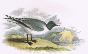 Sabines Måge af English School