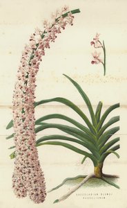 Saccolabium Blumei Russelianum (kromolitho) af English School