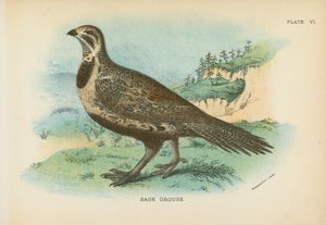 Sage Ryper af English School