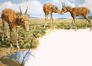 Saiga-antilope af English School