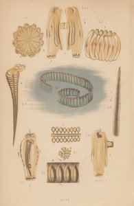 Salpae (litografi) af English School
