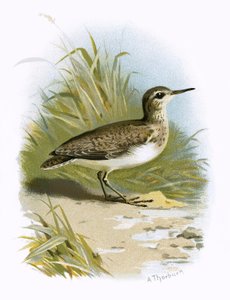 Sandpiper af English School