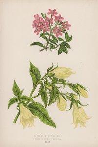 Saponaria Ocymoides; Symphyandra Pendula (farve lito) af English School