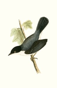 Sardinian Warbler, illustration fra "A History of the Birds of Europe Not Observed in the British Isles" af Charles Robert Bree (1811-86), udgivet i 1867 af English School
