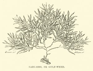 Sargasso, eller Gulf-weed af English School