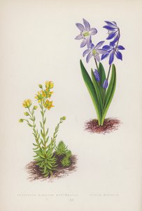 Saxifraga Aizoides Autumnalis; Scilla Sibirica (farve litho) af English School