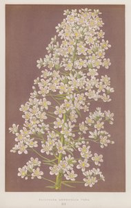 Saxifraga longifolia Vera (farvelitografi) af English School