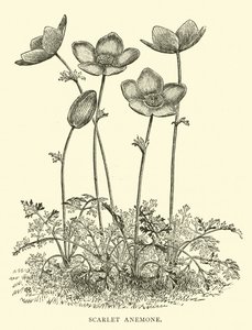 Scarlet Anemone af English School