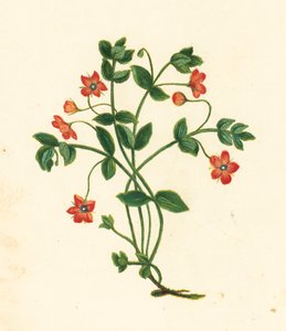 Scarlet Pimpernel, Anagallis Arvensis (farvelitografi) af English School