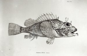 Scorpion Fish, plade 8 fra 