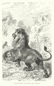 Den skotske missionær David Livingstone angrebet af en løve i Afrika (gravering) af English School