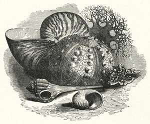 Meeresschnecken von English School