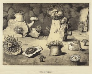Søanemoner af English School
