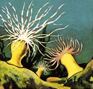 Søanemoner af English School