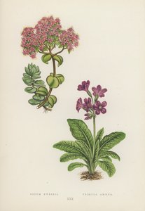 Sedum Ewersii; Primula Amoena (farvelitografi) af English School