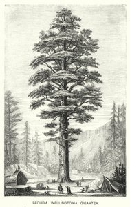 Sequoia (Wellingtonia) Gigantea (gravering) af English School