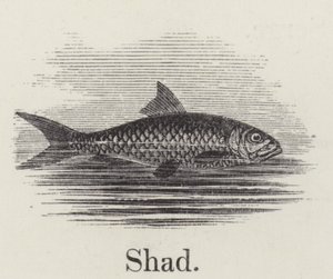 Shad (gravering) af English School