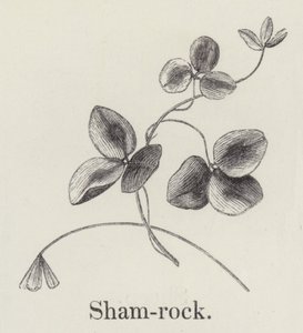 Shamrock (gravering) af English School
