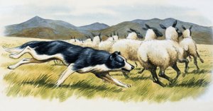 Fårehund af English School