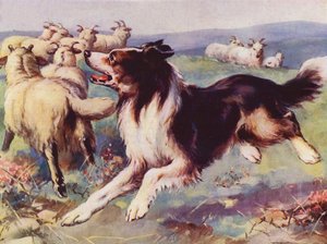 Fårehund på arbejde (farve litho) af English School