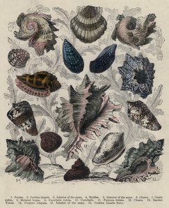 Skaller (farvet gravering) af English School