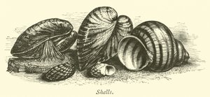 Shells  af English School