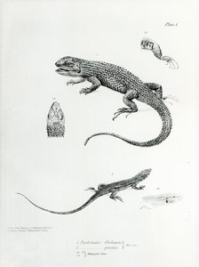 Shingled Iguana, illustration fra 