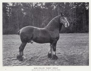 Shire Stallion "Buscot Harold" (litho) af English School