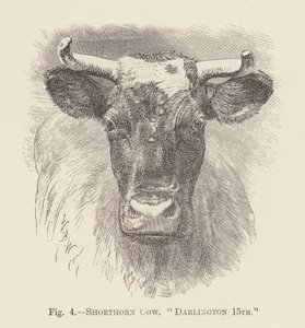 Shorthorn-ko, "Darlington 15th" (gravering) af English School
