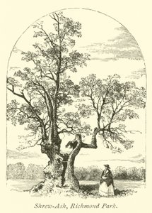 Shrew-Ash, Richmond Park  af English School