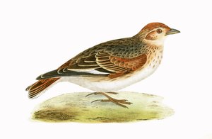 Siberian Lark, illustration fra 