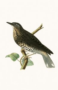 Sibirisk trøske, illustration fra 