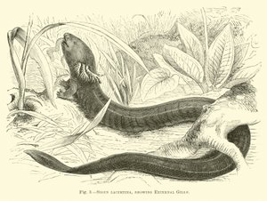 Sirene lacertina, der viser ydre gæller af English School