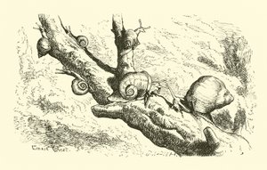 Seks små snegle af English School